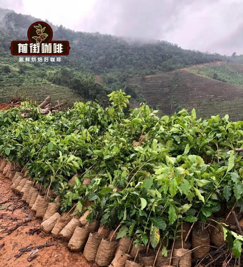 中國咖啡豆市場和咖啡產地 雲南產的咖啡怎麼樣?是精品咖啡嗎