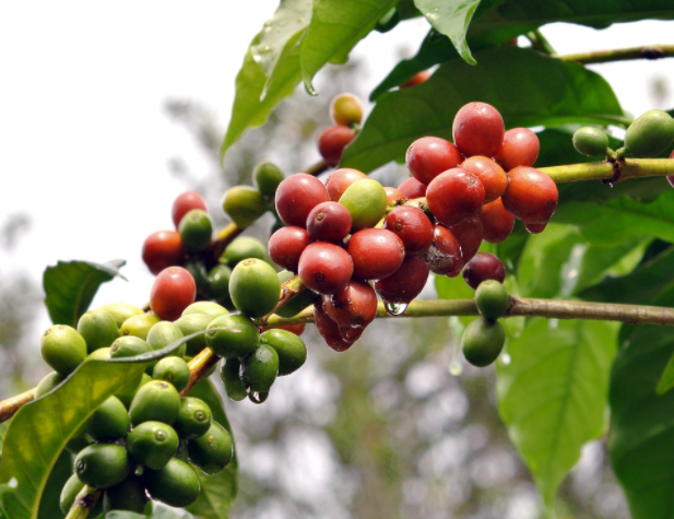 哥倫比亞天堂莊園咖啡豆介紹_雙重厭氧水洗處理咖啡豆風味評價 