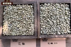 日曬處理法的西達摩花魁咖啡豆G1到5.0的風味特點描述和介紹