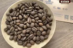 埃塞俄比亞古吉罕貝拉輕度烘焙精品咖啡花魁5.0適合什麼手法衝煮