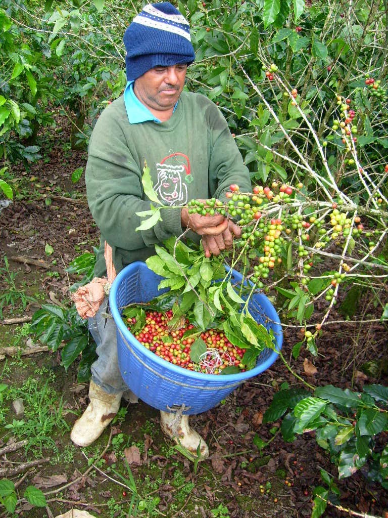 哥斯達黎加塔拉珠咖啡豆產區風味介紹 蜜處理手衝咖啡口感