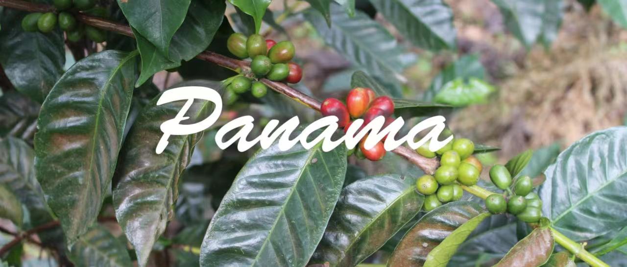 全球最貴咖啡之一 瑰夏咖啡豆爲什麼貴 巴拿馬瑰夏一定是最好的嗎