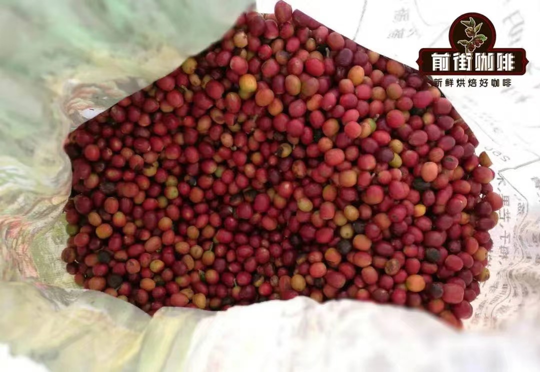 雲南咖啡豆產地最好在哪 雲南小粒咖啡豆的整體產區風味口感介紹
