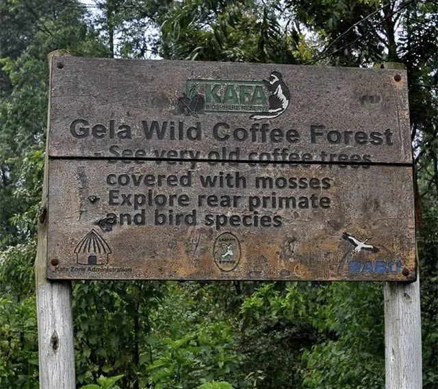 埃塞俄比亞咖啡豆品種特點介紹 Heirloom是什麼咖啡品種？