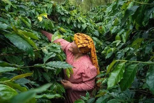 印尼咖啡豆品種種類風味特點介紹 印尼蘇門答臘咖啡產地故事