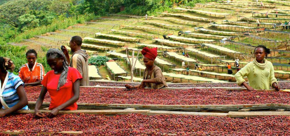 古吉咖啡豆介紹 埃塞俄比亞的(摩卡)咖啡豆有什麼風味特點