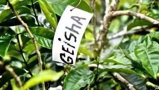 巴拿馬精品咖啡豆–瑰夏（Geisha)，珍稀的野生品種