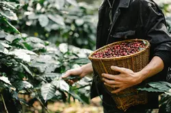 哥倫比亞蕙蘭產區精品咖啡豆種類風味特徵以及歷史介紹衝煮建議