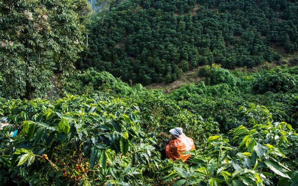 埃塞俄比亞咖啡有什麼風味特點介紹 埃塞俄比亞咖啡豆品種等級分析