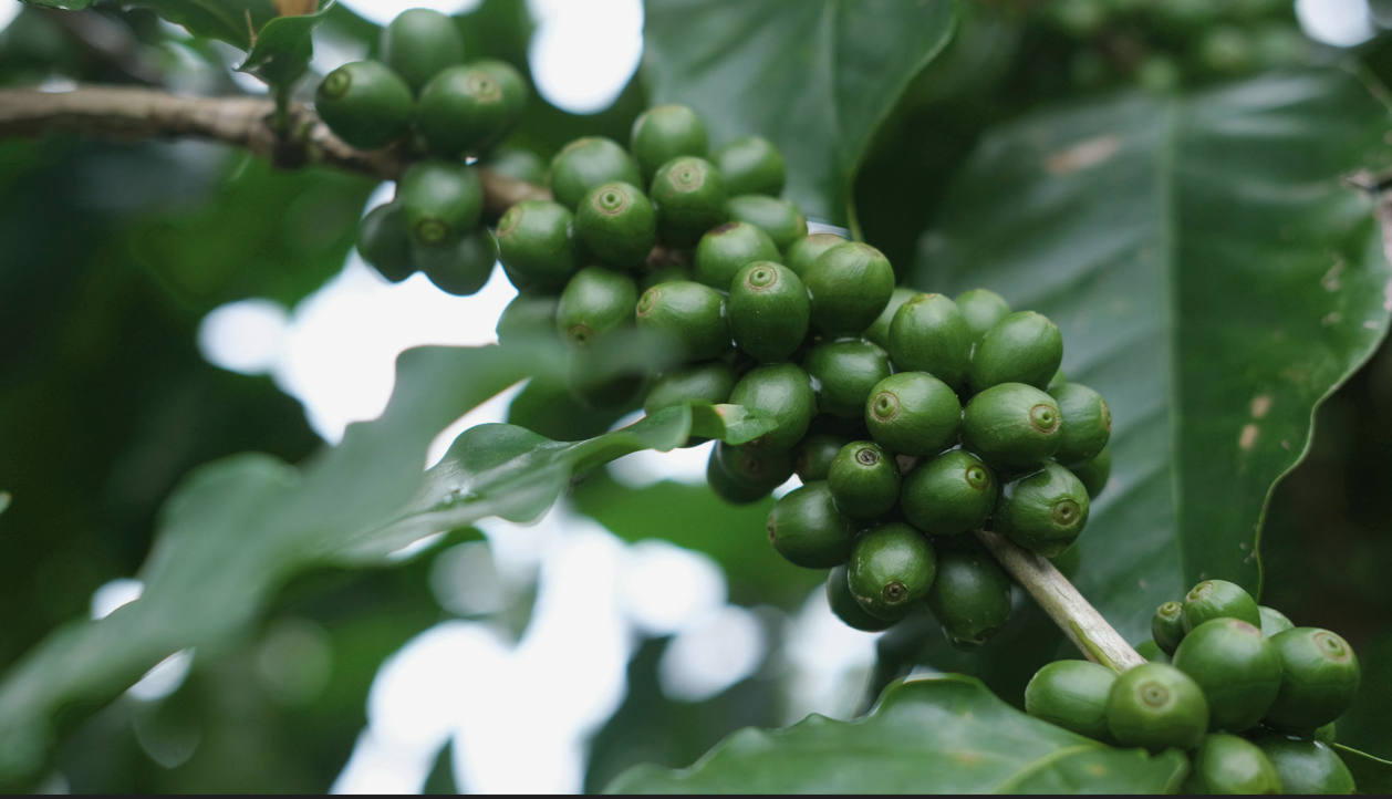 卡蒂姆咖啡豆擁有阿拉比卡血統和羅布斯塔種血統