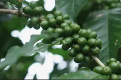 卡蒂姆咖啡豆擁有阿拉比卡血統和羅布斯塔種血統
