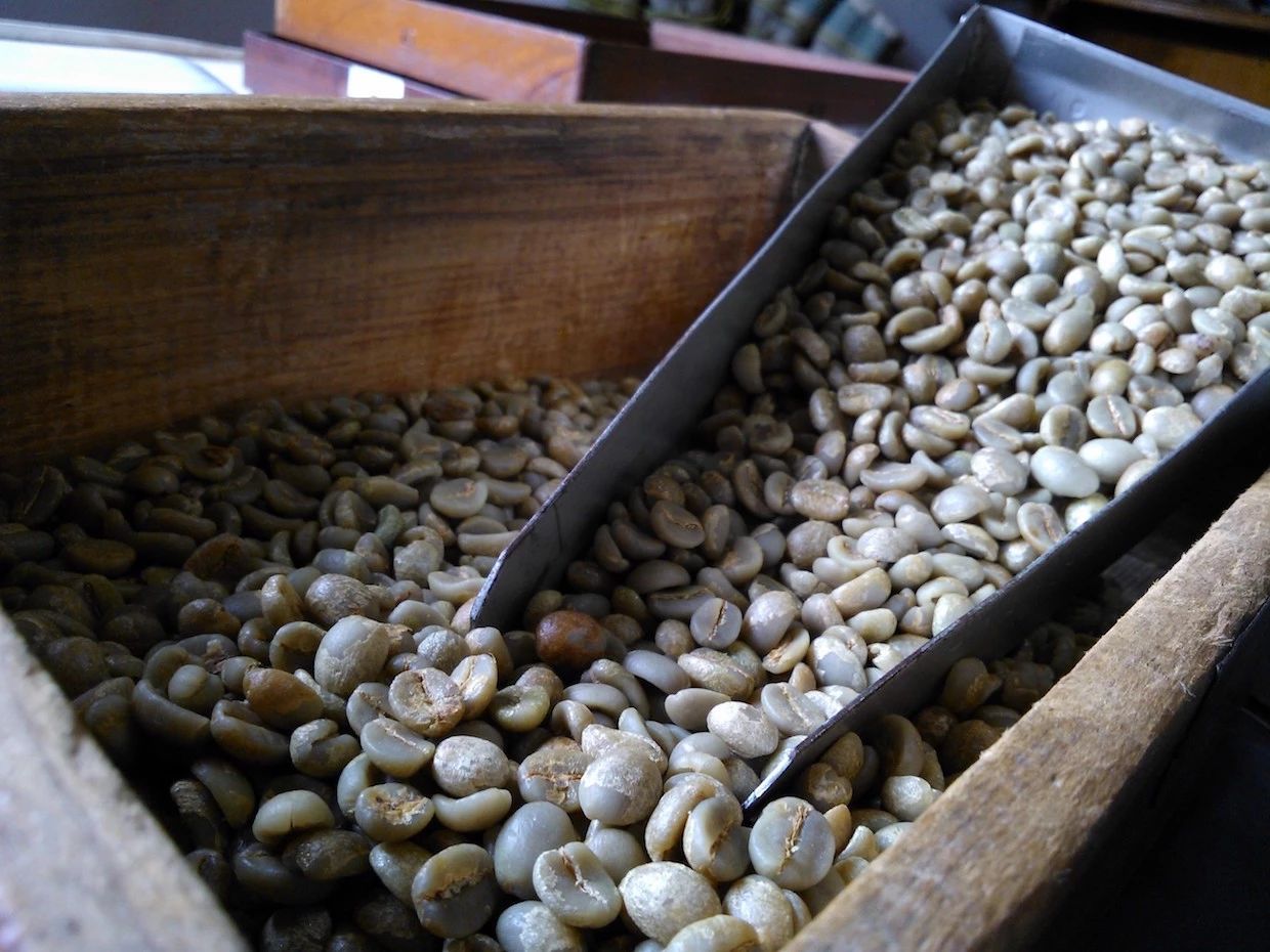 巴西黃波旁是什麼稀有咖啡品種 巴西黃波旁產區特點介紹手衝方法