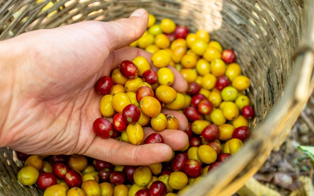 埃塞俄比亞波旁豆種自然變種【卡杜拉】波旁變種卡杜拉咖啡豆價格
