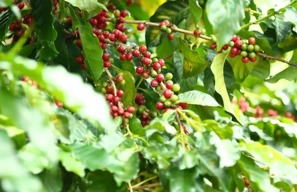 阿拉比卡咖啡豆的介紹 商業咖啡中重要的一種