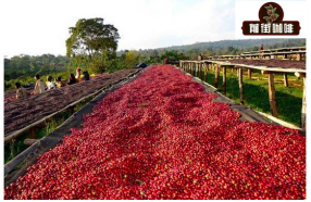 非洲盧旺達咖啡 盧旺達咖啡豆的產地口感風味特色介紹