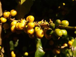 在家可以種咖啡樹嗎？ 在家怎樣種咖啡樹？