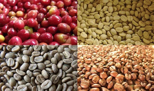 咖啡豆-南美洲地區主要生產國