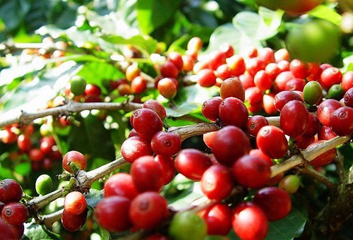 何爲密處理咖啡豆處理方法？