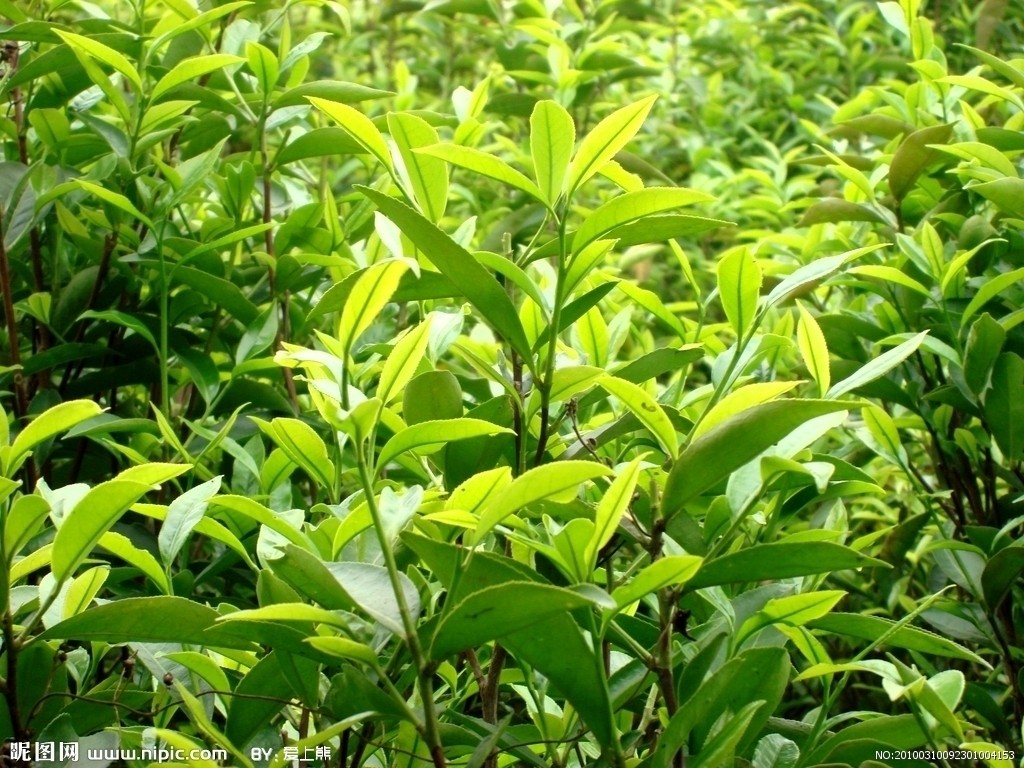 中國茶葉企業爲什麼比不過賣咖啡的星巴克？