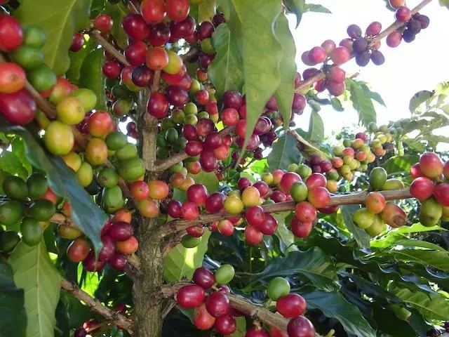 國內咖啡最新報道：雲南咖啡是否需要收儲制度