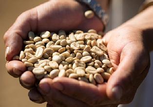 精品咖啡生豆 咖啡生豆命名來源以及保存方式