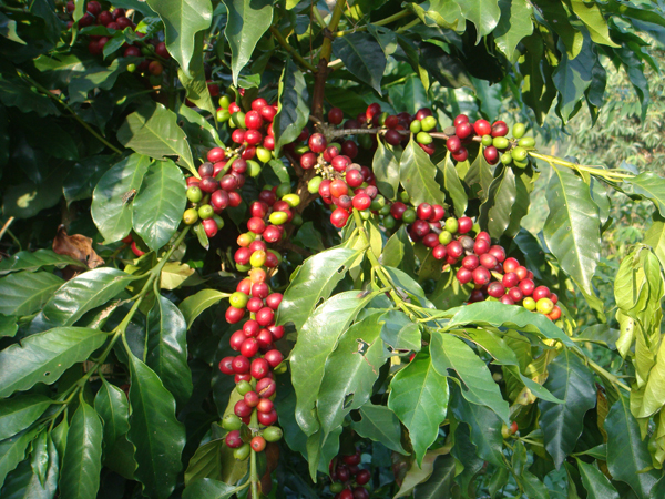 詳細講解咖啡樹的種植與栽培 瞭解咖啡樹的生長環境與需求