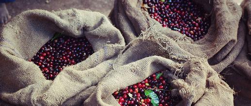 埃塞俄比亞-科契爾kochere咖啡豆的詳細介紹