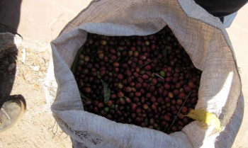 精品咖啡豆-Antigua 安提瓜的詳細介紹