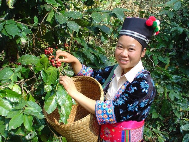精品咖啡豆-遼國咖啡  產量極少評價極高的咖啡豆