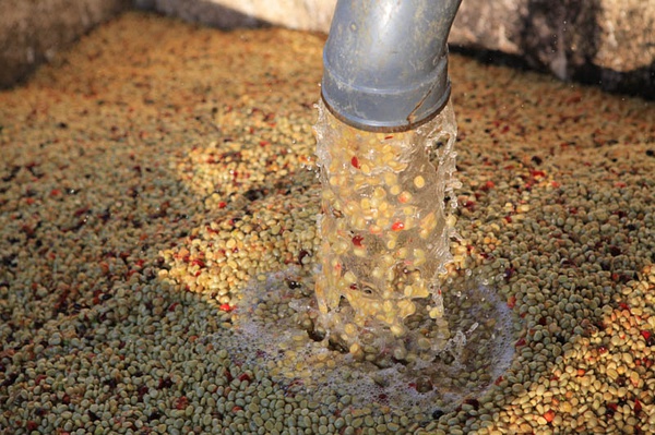 雲南咖啡豆的溼處理法步驟 解說生豆的處理過程