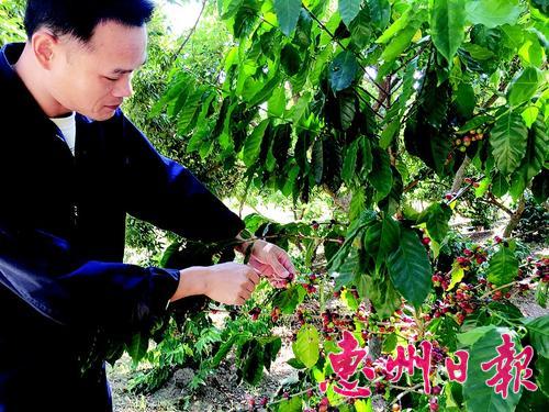 廣東惠州也出產咖啡啦 由臺商帶來咖啡豆在惠州培育發芽