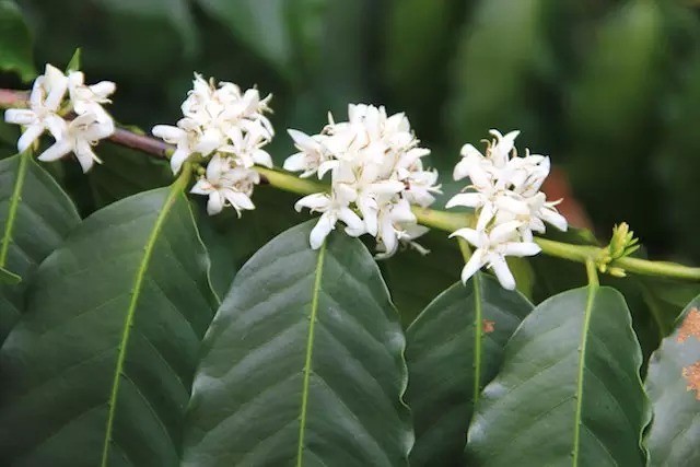 精品咖啡豆：“遮蔭種植”咖啡 Shade Grown 的介紹