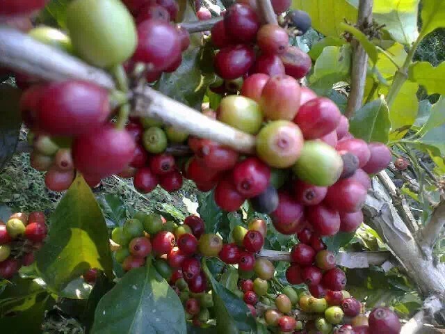 哥倫比亞慧蘭產區薇拉高原黃波旁種優質咖啡生豆