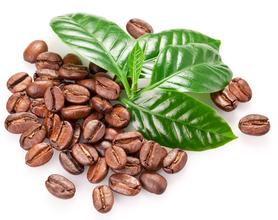 咖啡豆子的品種繁多 如何成爲一顆精品的咖啡豆？