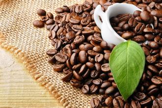 精品咖啡豆：阿拉比卡咖啡豆家族成員關係解析