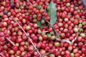 精品咖啡豆：巴布亞新幾內亞奇邁爾莊園圓豆