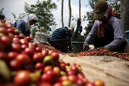 宏都拉斯今年咖啡產業出口增加4成  大大提升了咖啡的地位