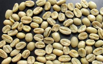 精品咖啡豆：阿拉比卡咖啡發源於埃塞俄比亞