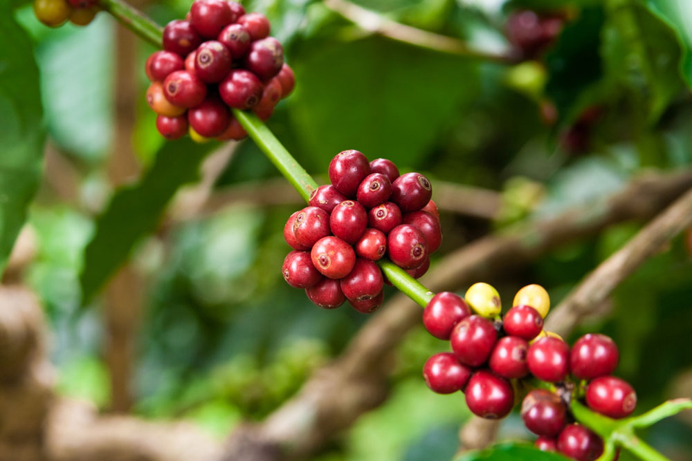 精品咖啡豆：世界10大頂尖精品咖啡豆詳細介紹