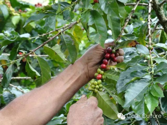 精品咖啡豆：精品咖啡vs商品咖啡 從源頭保證品質 品嚐淳厚咖啡