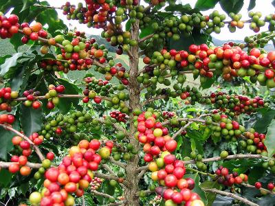 精品咖啡豆：衣索比亞咖啡生長和生產的4種形態