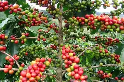 精品咖啡豆：衣索比亞咖啡生長和生產的4種形態
