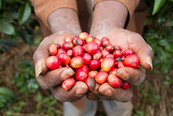 精品咖啡產區介紹：哥倫比亞咖啡的介紹及發展歷史
