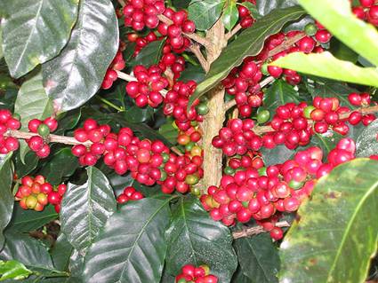 精品咖啡豆：蘇門答臘曼特寧(Sumatran Mandheling)的介紹
