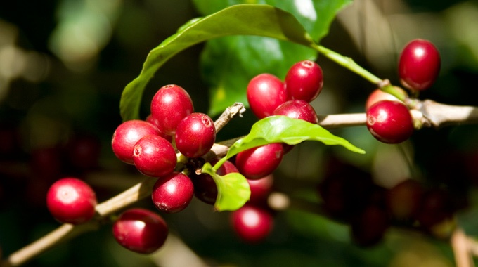精品咖啡豆：產區對咖啡的風味影響極大，不同產區有不同的風味