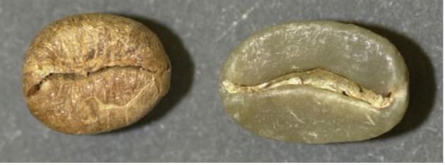 咖啡豆的鑑別：咖啡豆的大小、規格、海拔、品質、口味的區別