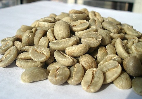 精品咖啡豆：咖啡品種之帝比卡(Typica Varietal）