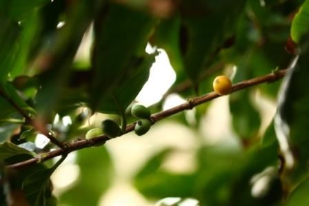 咖啡樹種植需要什麼條件？從咖啡樹種植到咖啡豆的收穫過程介紹