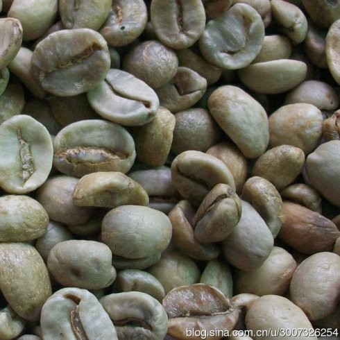 世界精品咖啡豆介紹：印度帝比卡混血品種 肯特(Kent)