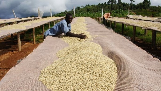 世界精品咖啡豆：埃塞俄比亞產區耶加雪啡咖啡豆種類分類介紹